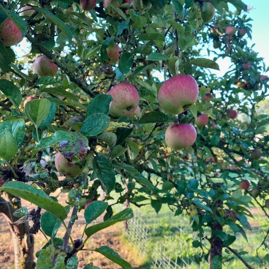 הוילה Grundshagen Apfelhof מראה חיצוני תמונה